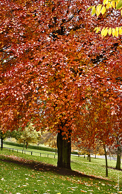 Autumnal Edinburgh_2351