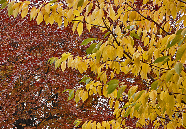 Autumnal Edinburgh_2352