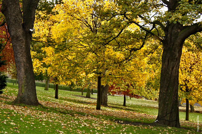 Autumnal Edinburgh_2358