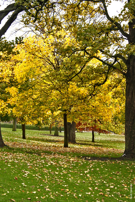 Autumnal Edinburgh_2359