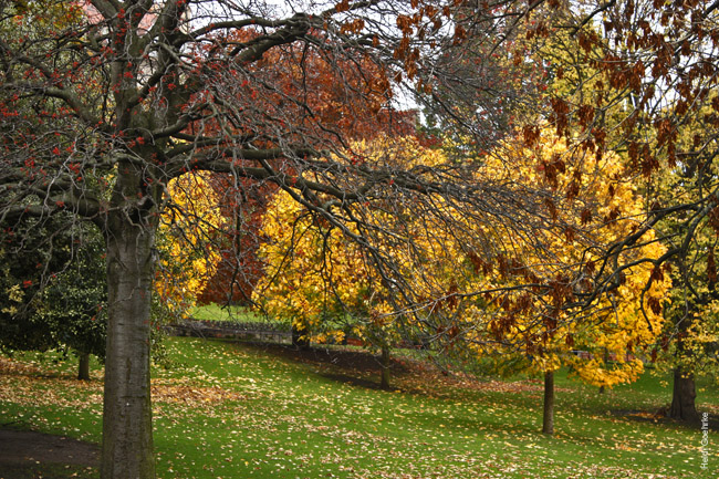 Autumnal Edinburgh_2364