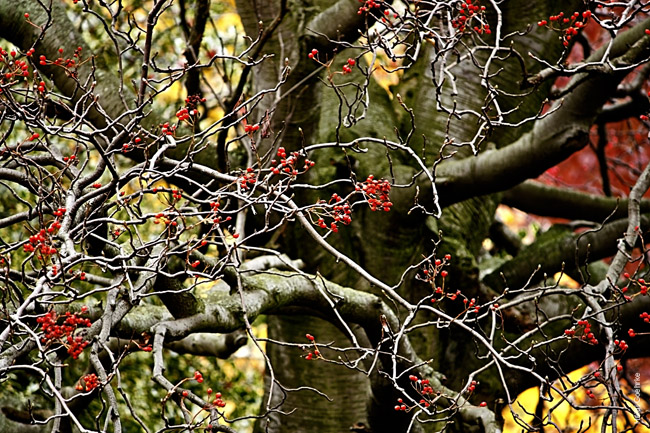 Autumnal Edinburgh_2365