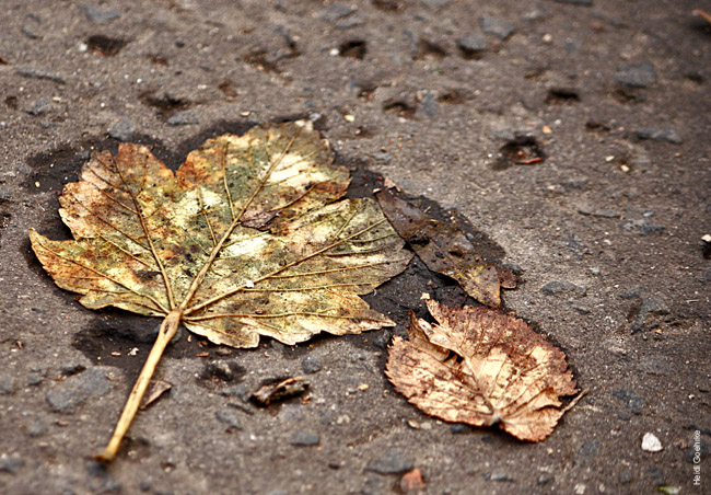 Autumnal Edinburgh_2381