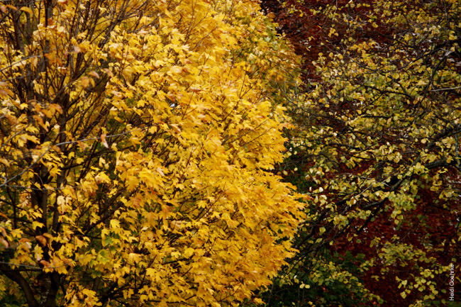 Autumnal Edinburgh_2384