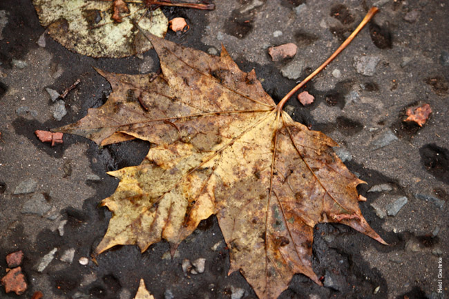 Autumnal Edinburgh_2407
