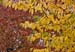 Autumnal Edinburgh_2352