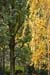 Autumnal Edinburgh_2379