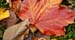 Autumnal Edinburgh_2385