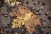 Autumnal Edinburgh_2407