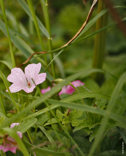 Cranesbill 2138