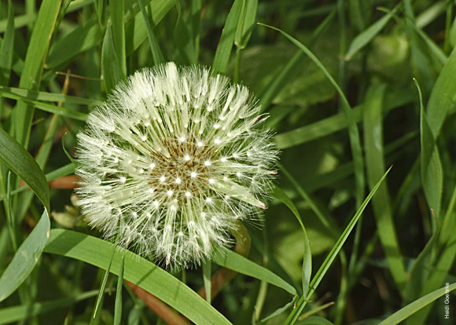 Dandelion 0333