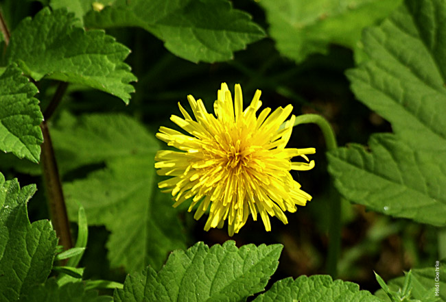 Dandelion 0361