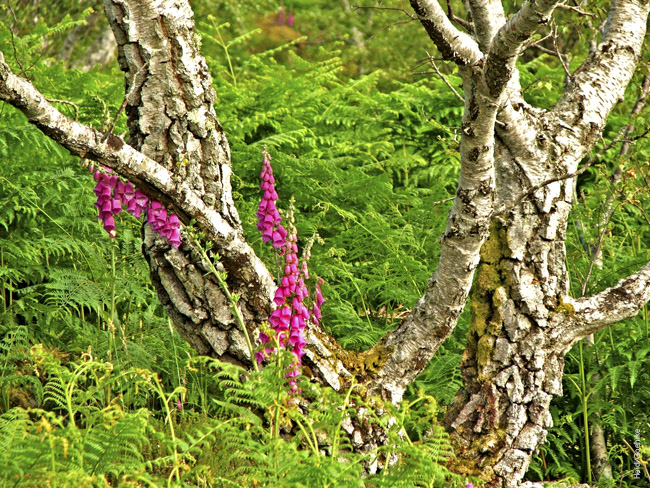 Foxglove 0205