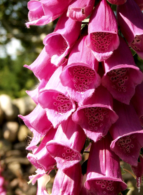 Foxglove 0254