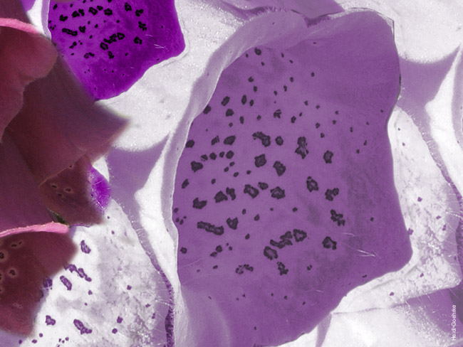 Foxglove