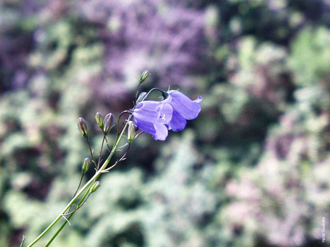 Harebell 0005