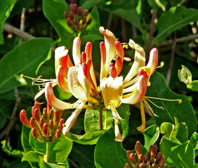 Honeysuckle 0251