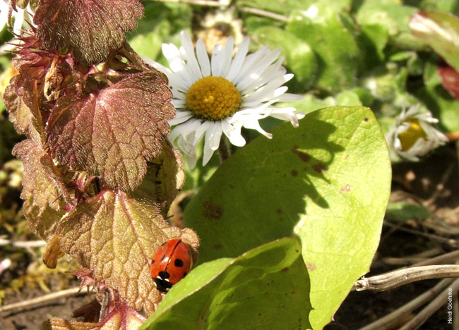 Ladybird