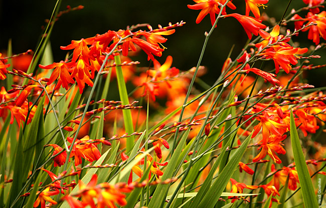 Montbretia 2231