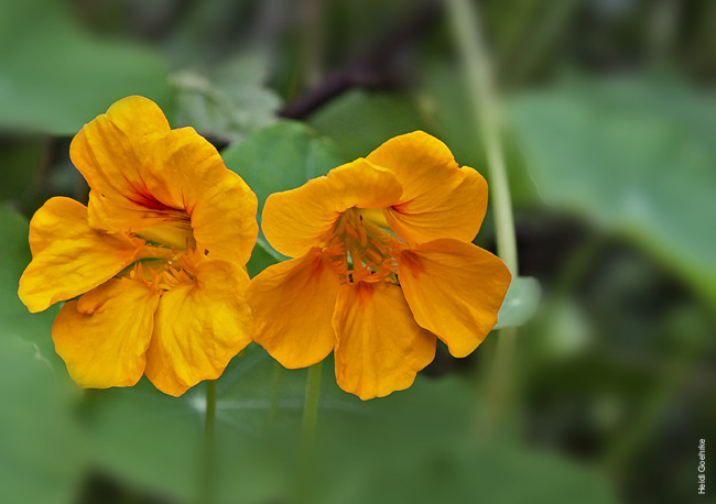Nusturtium 2321