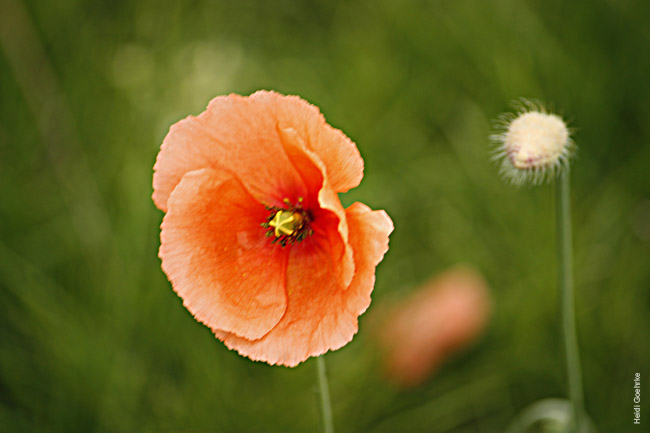 Poppy 2129