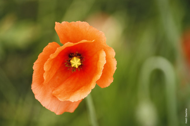 Poppy 2132