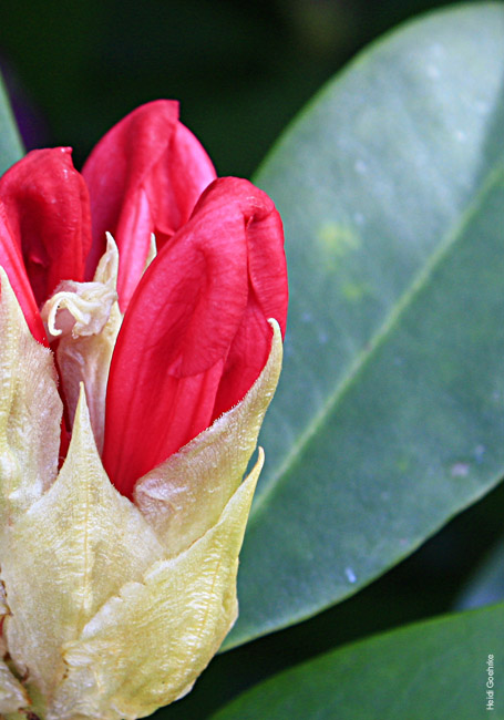 Rhododendron 0451