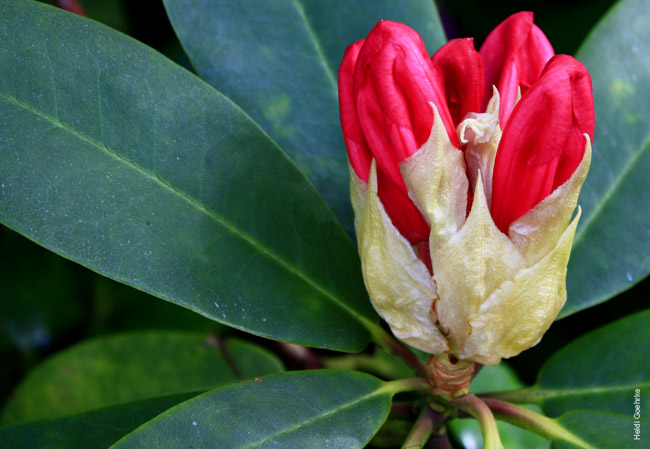 Rhododendron 0451a