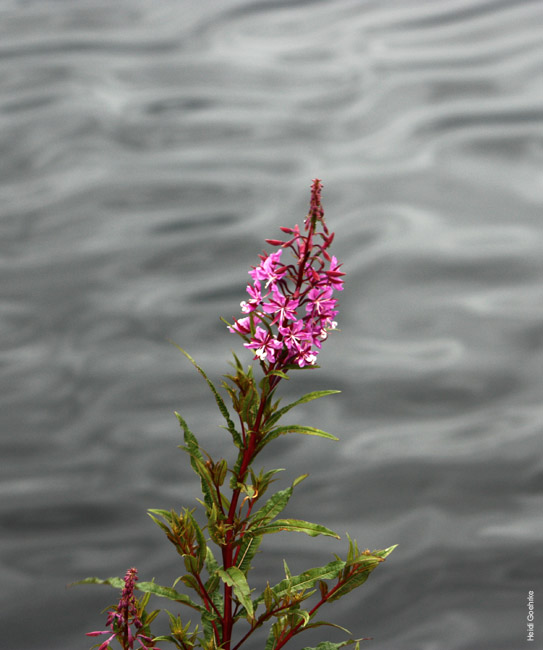 Rosebay Willowherb 1973