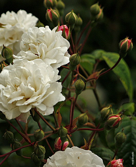 Roses 0604