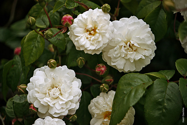Roses 0605