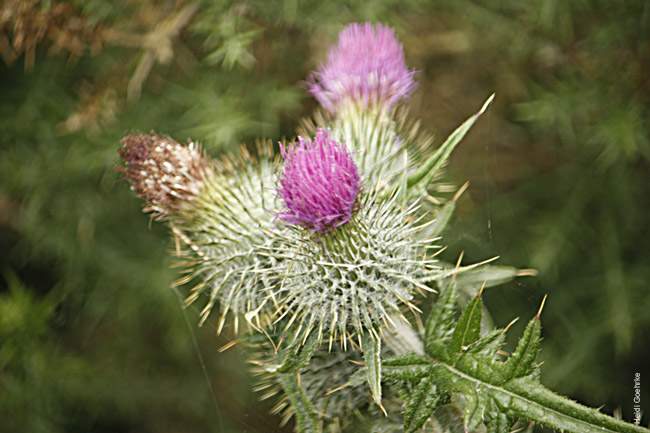Thistle 2033