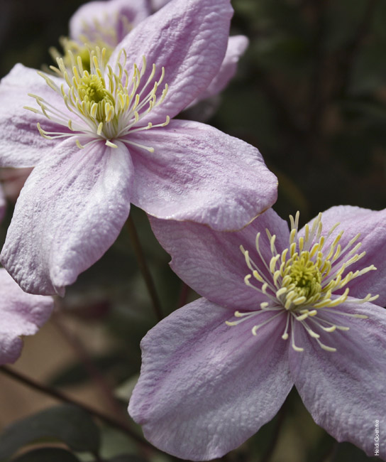 Wild Rose 0437