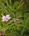 Cranesbill 2138