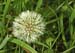 Dandelion 0333