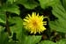 Dandelion 0361