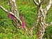 Foxglove 0205