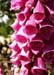 Foxglove 0254