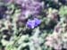 Harebell 0005