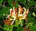 Honeysuckle 0251