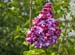 Lilac Tree 0442