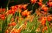 Montbretia 2231