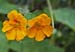 Nusturtium 2321