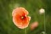 Poppy 2129