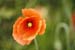 Poppy 2132