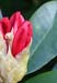Rhododendron 0451