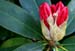 Rhododendron 0451a