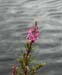 Rosebay Willowherb 1973