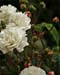Roses 0604