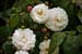 Roses 0605